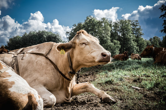 Cows, Love & Laughs- blogi