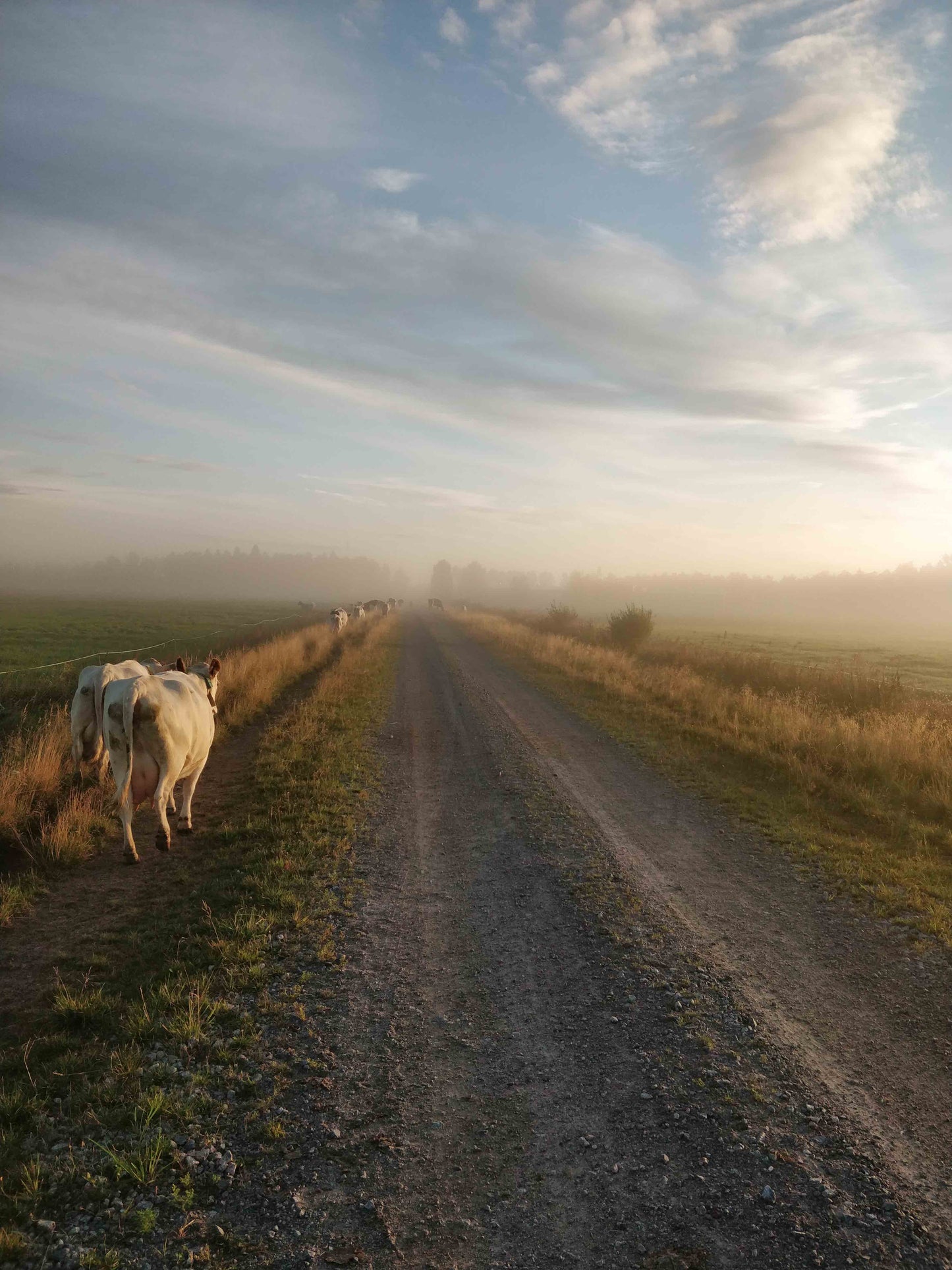 For the morning milking, canvas print