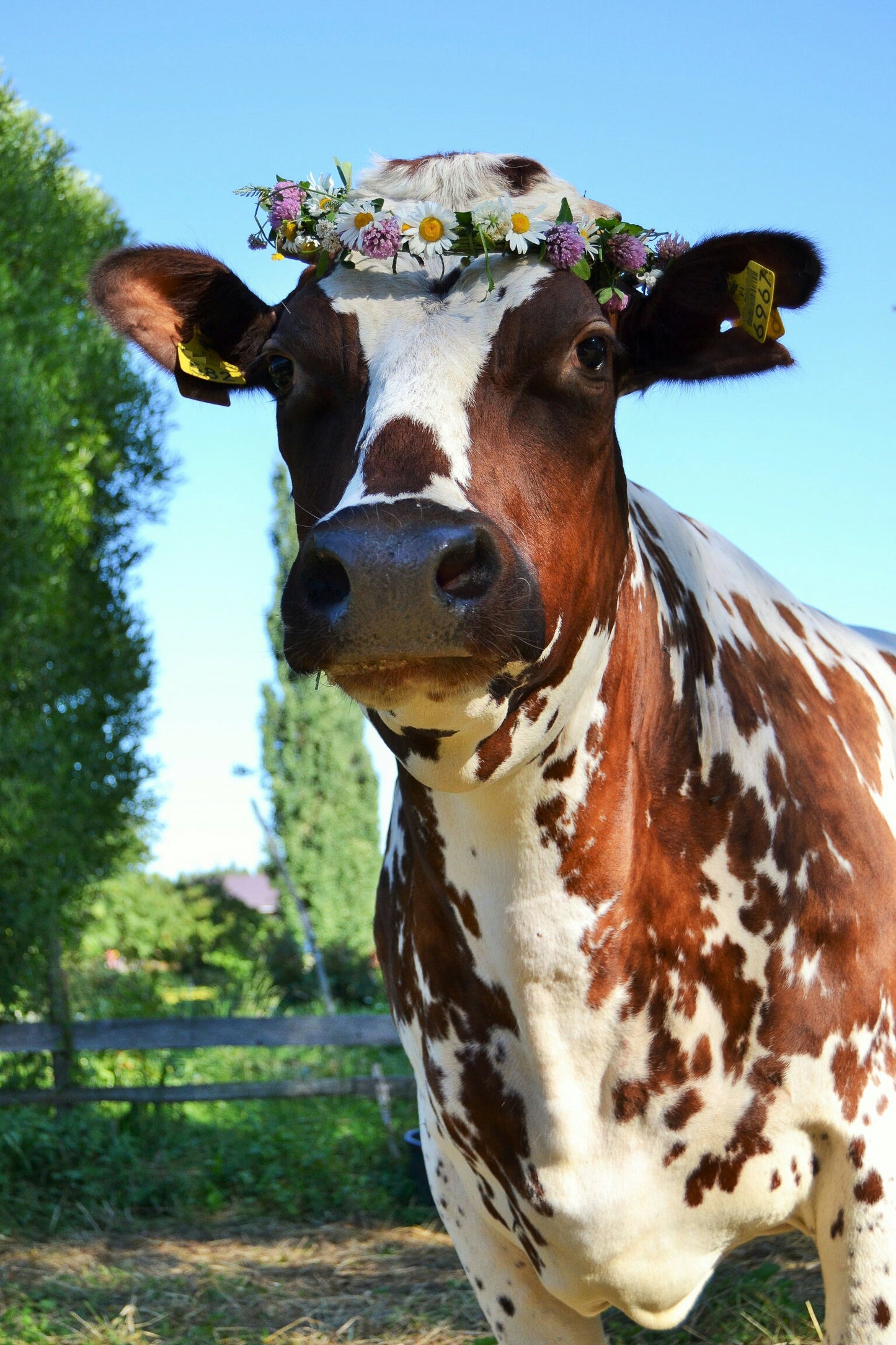 Cow poster. Vertical image. Size 40 x 60 cm. 4 image motifs to choose from